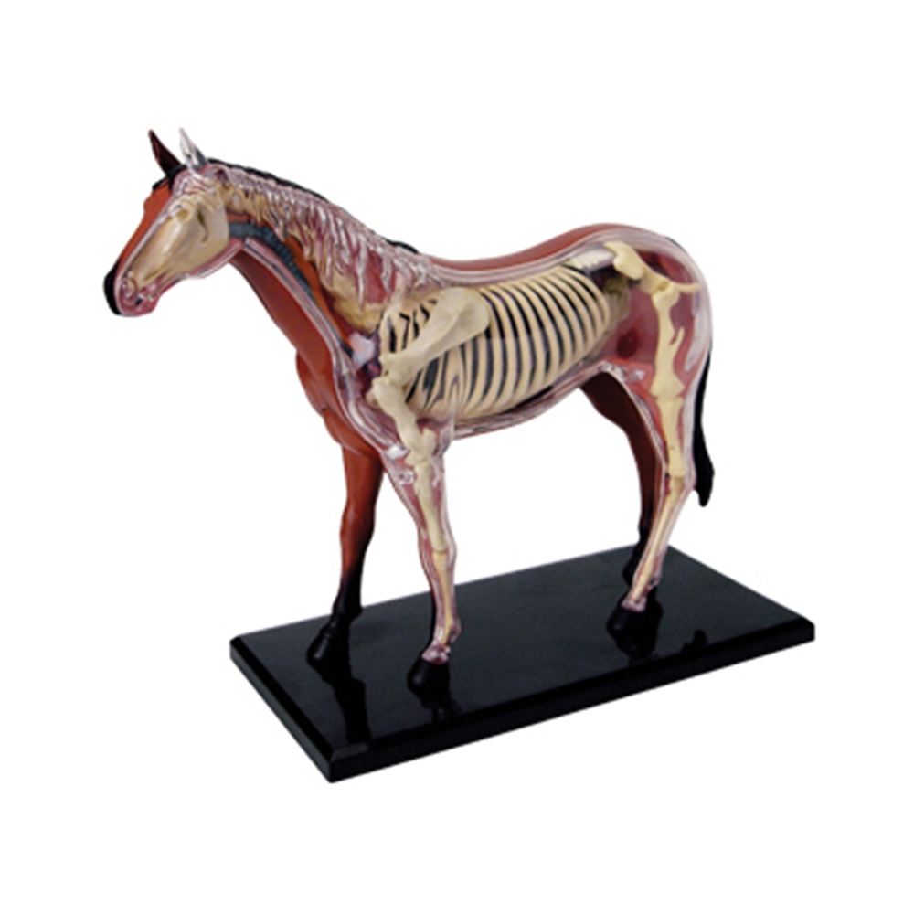 Science Toys - Dierlijke Orgel Anatomie Model 4D Paard