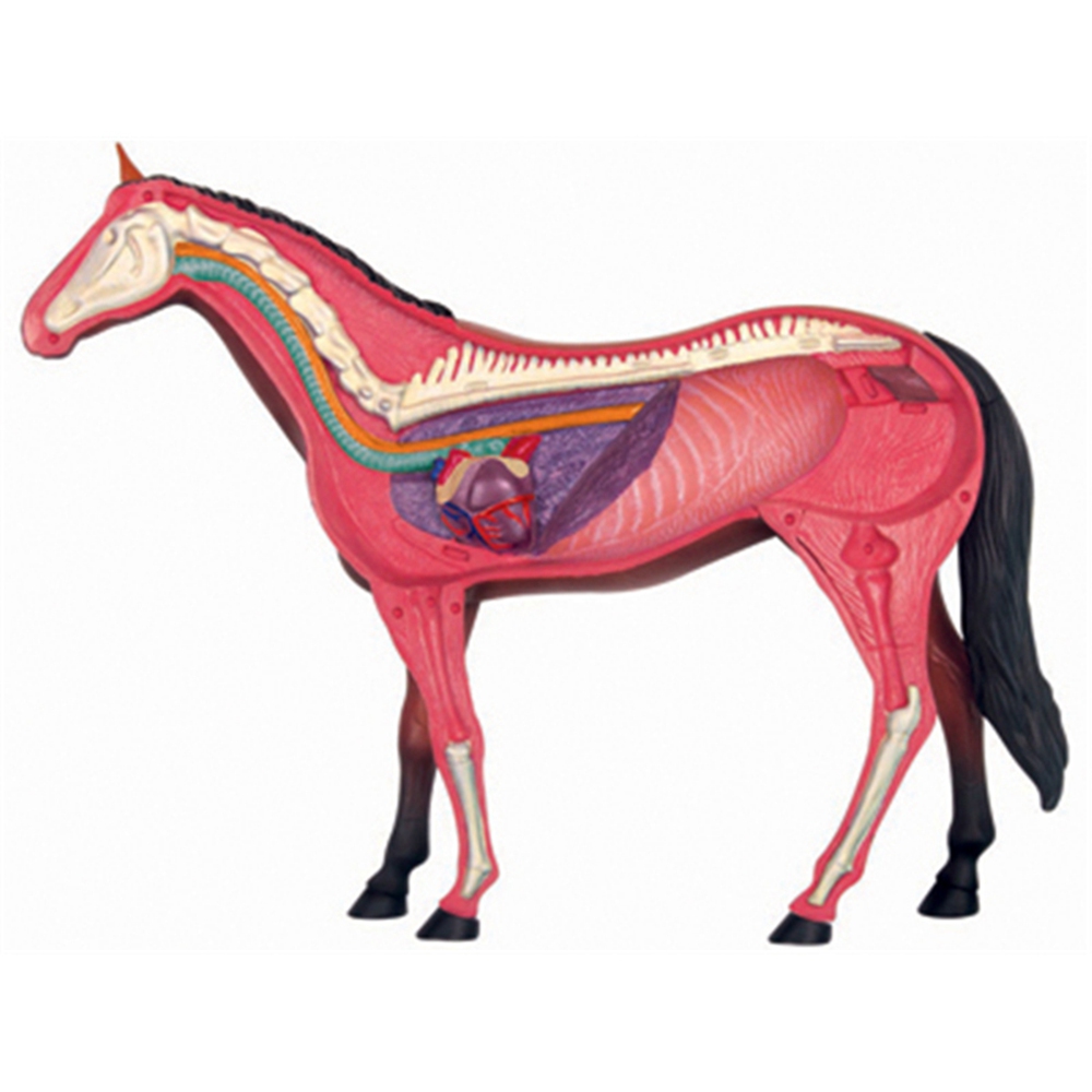 Dierlijke Orgel Anatomie Model - Science Toys recensie en prijs