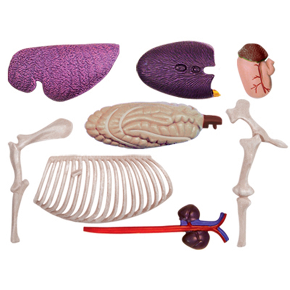Dierlijke Orgel Anatomie Model - Science Toys recensie en prijs